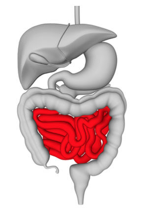 small-intestine-7766602